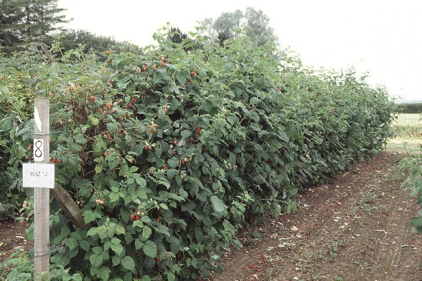 Traditional raspberry cultivation