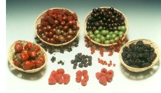 Photograph of berry fruit