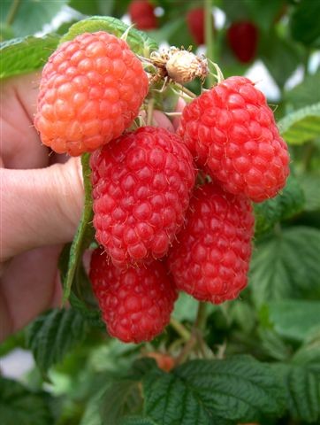 New raspberry variety