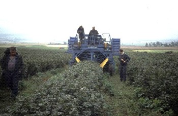 Blackcurrant harvesting