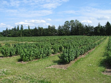 Blackcurrant breeding plots at the Institute