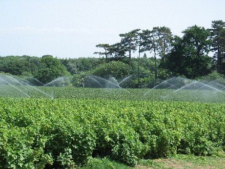 A typical blackcurrant field