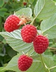Raspberries on cane