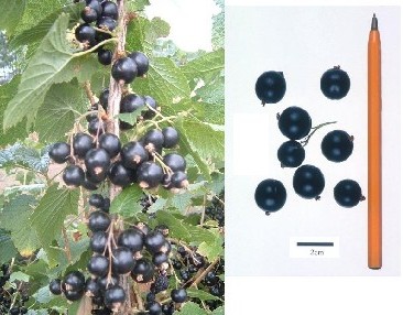 New variety - Big Ben