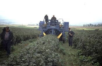 Machine harvesting of blackcurrants