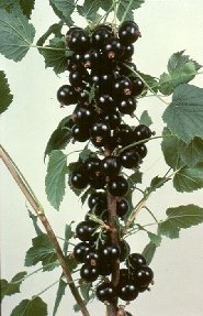 Blackcurrants grown for the fresh market