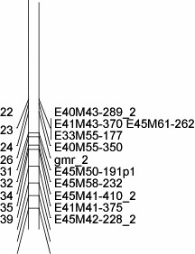 A partial map of the Ribes genome
